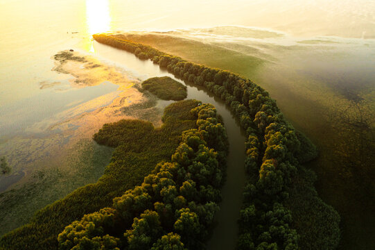 Weed in Danube Delta